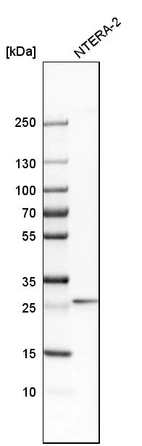 Western blot analysis in human cell line NTERA-2.