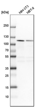Western blot analysis in mouse cell line NIH-3T3 and rat cell line NBT-II.