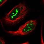 Immunofluorescent staining of human cell line U-2 OS shows localization to nucleus & nucleoli.