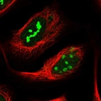 Immunofluorescent staining of human cell line U-2 OS shows localization to nucleus & nucleoli.