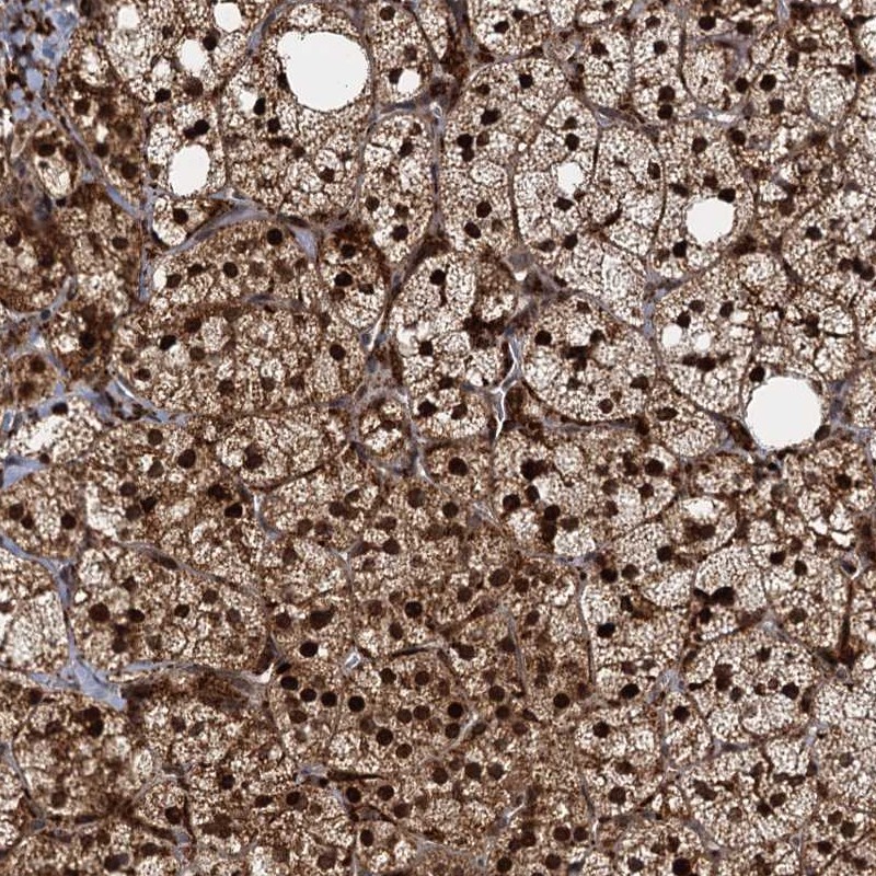 Anti-TRIM23 Antibody