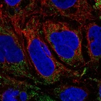 Immunofluorescent staining of human cell line CACO-2 shows localization to mitochondria.
