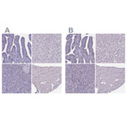 Immunohistochemical staining of human fallopian tube, liver, pancreas and skeletal muscle using Anti-SPEF2 antibody HPA039606 (A) shows similar protein distribution across tissues to independent antibody HPA040343 (B).