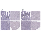 Immunohistochemical staining of human fallopian tube, liver, pancreas and skeletal muscle using Anti-SPEF2 antibody HPA039606 (A) shows similar protein distribution across tissues to independent antibody HPA040343 (B).