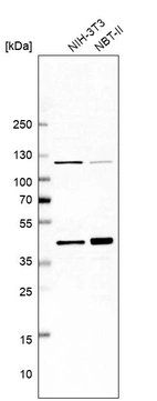 Western blot analysis in mouse cell line NIH-3T3 and rat cell line NBT-II.