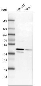 Western blot analysis in mouse cell line NIH-3T3 and rat cell line NBT-II.