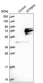 Western blot analysis in control (vector only transfected HEK293T lysate) and GTPBP4 over-expression lysate (Co-expressed with a C-terminal myc-DDK tag (~3.1 kDa) in mammalian HEK293T cells, LY415798).