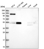 Anti-FOXRED1 Antibody