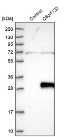 Western blot analysis in control (vector only transfected HEK293T lysate) and C6orf120 over-expression lysate (Co-expressed with a C-terminal myc-DDK tag (~3.1 kDa) in mammalian HEK293T cells, LY400407).