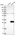 Anti-C6orf120 Antibody