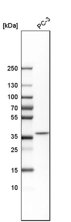 Western blot analysis in human cell line PC-3.