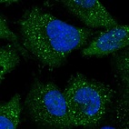 Immunofluorescent staining of human cell line U-251 MG shows localization to cytosol, focal adhesion sites & vesicles.