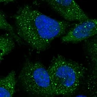 Immunofluorescent staining of human cell line U-251 MG shows localization to cytosol, focal adhesion sites & vesicles.
