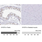 Anti-SYCP3 Antibody