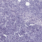 Immunohistochemical staining of human lymph node shows no positivity in non-germinal center cells as expected.