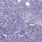 Immunohistochemical staining of human lymph node shows no positivity in non-germinal center cells as expected.