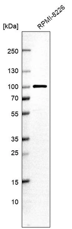 Western blot analysis in human cell line RPMI-8226.