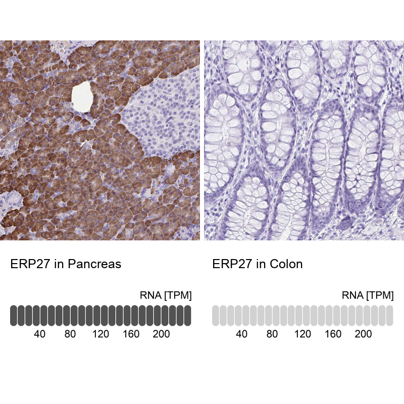 Anti-ERP27 Antibody