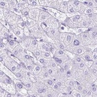 Immunohistochemical staining of human liver using Anti-ERP27 antibody HPA039636.