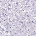 Anti-ERP27 Antibody