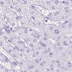 Immunohistochemical staining of human liver using Anti-ERP27 antibody HPA039636.
