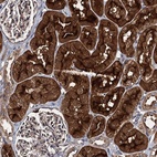 Anti-EFL1 Antibody