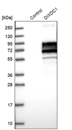 Anti-DIXDC1 Antibody