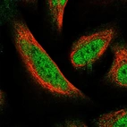 Immunofluorescent staining of human cell line U-2 OS shows localization to nucleoplasm.