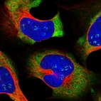 Immunofluorescent staining of human cell line U-2 OS shows localization to nucleoli fibrillar center & cytosol.
