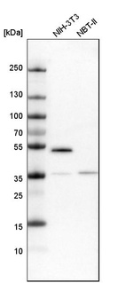 Western blot analysis in mouse cell line NIH-3T3 and rat cell line NBT-II.