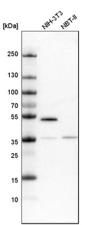 Western blot analysis in mouse cell line NIH-3T3 and rat cell line NBT-II.