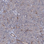 Anti-C10orf88 Antibody