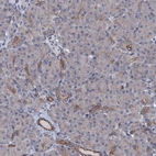 Immunohistochemical staining of human pancreas shows low expression as expected.