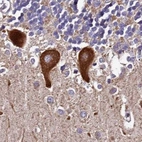 Immunohistochemical staining of human cerebellum using Anti-SPRYD3 antibody HPA039685.