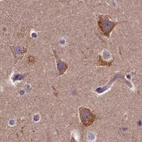 Immunohistochemical staining of human cerebral cortex using Anti-SPRYD3 antibody HPA039685.