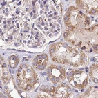 Immunohistochemical staining of human kidney using Anti-SPRYD3 antibody HPA039685.