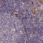 Immunohistochemical staining of human lymph node using Anti-SPRYD3 antibody HPA039685.