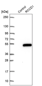 Western blot analysis in control (vector only transfected HEK293T lysate) and RCCD1 over-expression lysate (Co-expressed with a C-terminal myc-DDK tag (~3.1 kDa) in mammalian HEK293T cells, LY422749).