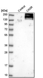Western blot analysis in control (vector only transfected HEK293T lysate) and CASR over-expression lysate (Co-expressed with a C-terminal myc-DDK tag (~3.1 kDa) in mammalian HEK293T cells, LY400136).