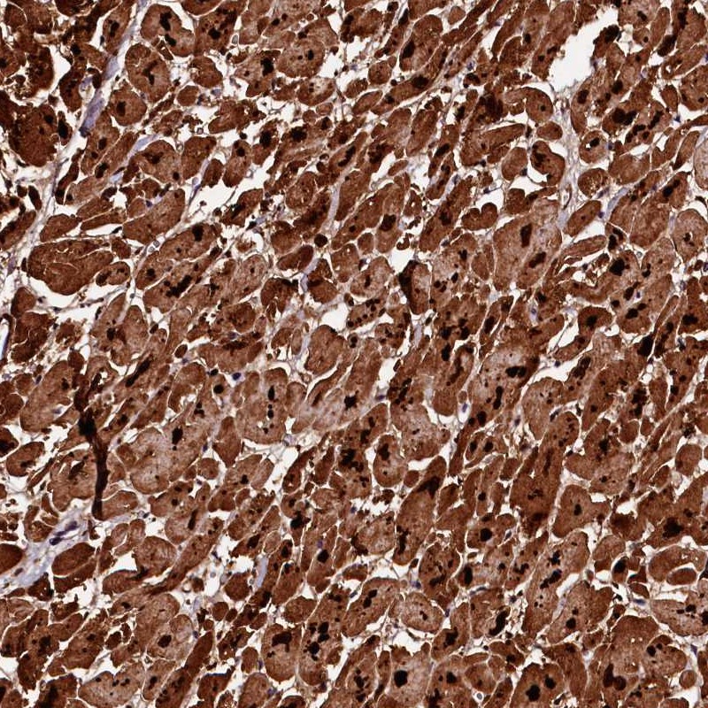 Anti-APPL2 Antibody