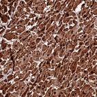 Anti-APPL2 Antibody