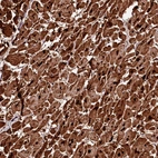 Anti-APPL2 Antibody