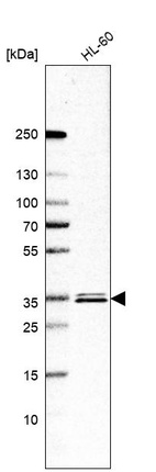 Western blot analysis in human cell line HL-60.