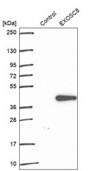 Western blot analysis in control (vector only transfected HEK293T lysate) and EXOSC8 over-expression lysate (Co-expressed with a C-terminal myc-DDK tag (~3.1 kDa) in mammalian HEK293T cells, LY405688).