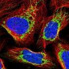 Immunofluorescent staining of human cell line U-2 OS shows localization to nucleoplasm & mitochondria.