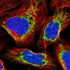 Immunofluorescent staining of human cell line U-2 OS shows localization to nucleoplasm & mitochondria.
