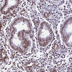 Immunohistochemical staining of human endometrium shows moderate nuclear positivity in glandular cells.