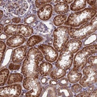 Anti-KIAA1468 Antibody