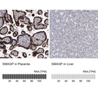 Anti-SMAGP Antibody