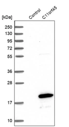 Western blot analysis in control (vector only transfected HEK293T lysate) and C11orf45 over-expression lysate (Co-expressed with a C-terminal myc-DDK tag (~3.1 kDa) in mammalian HEK293T cells, LY403415).